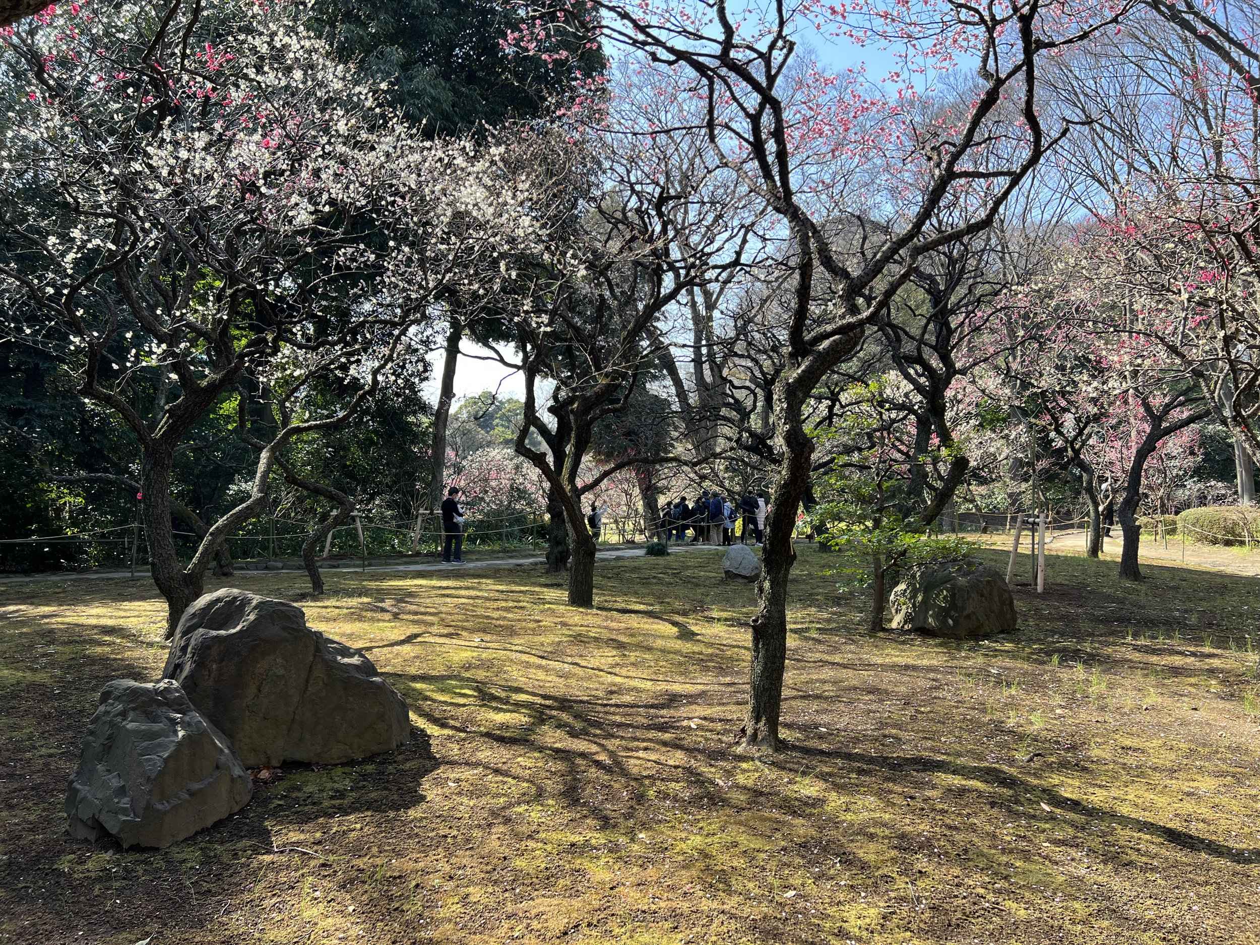 🌸 후지카와 텐진의 와룡매 (후지카와 텐진노 가류바이) 이미지 9
